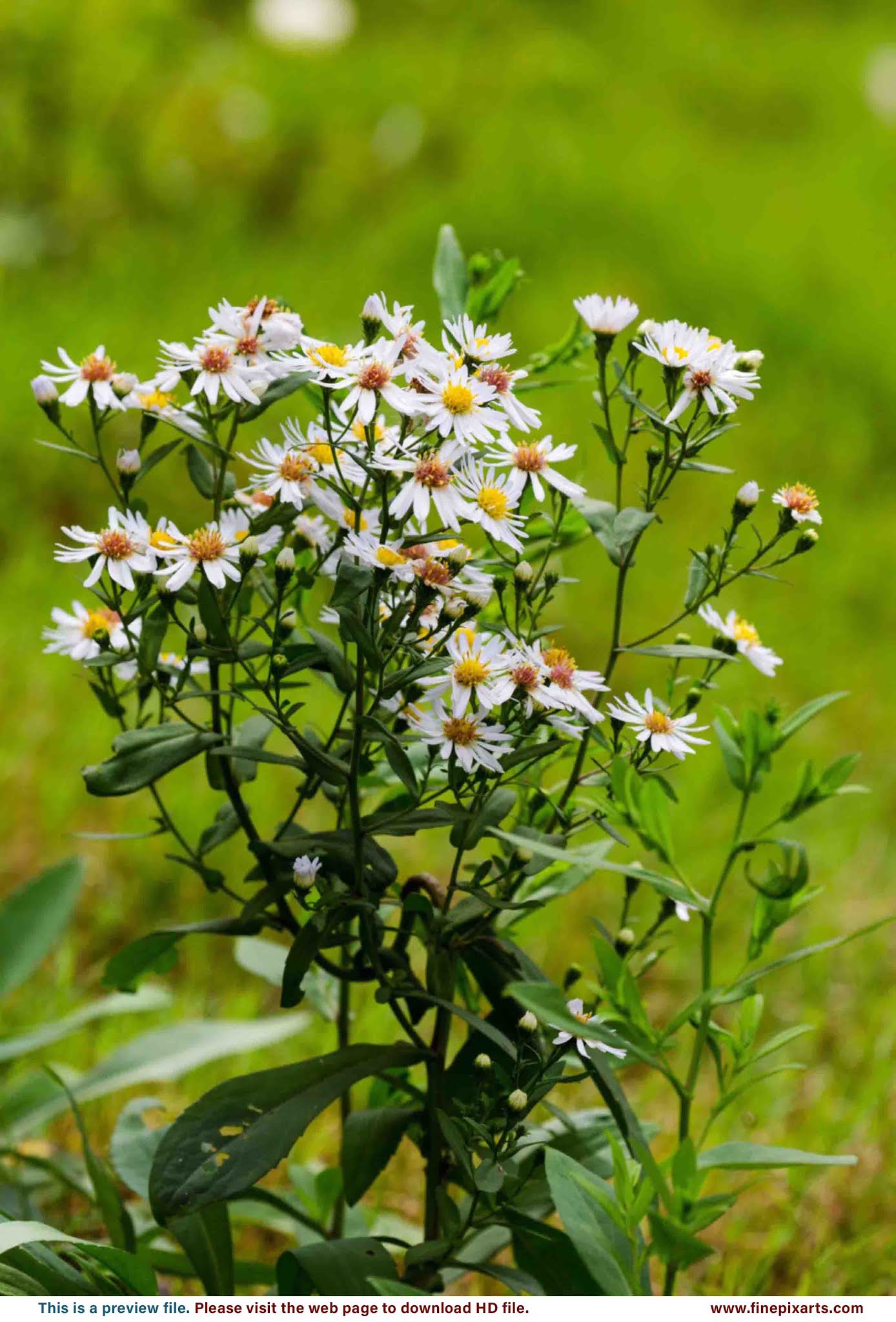 White Daisy flower 00002