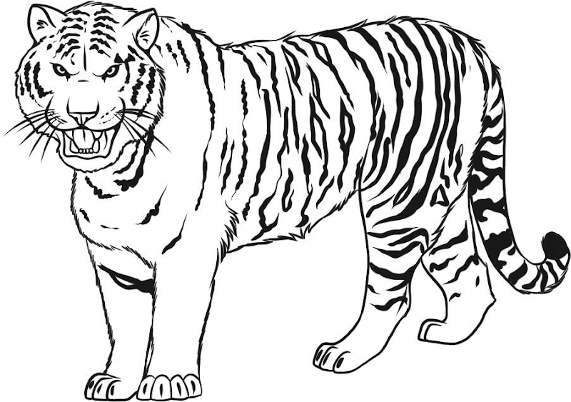 Heboh Gambar Harimau Untuk Mewarnai Anak Tk