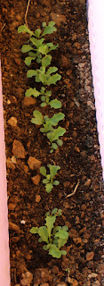 Lettuce growing well