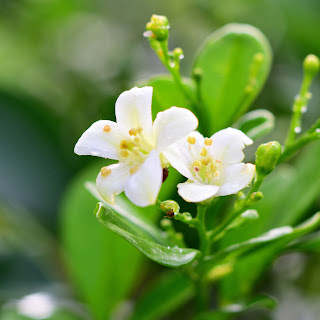 jasmine in costa rica