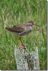Redshank