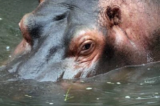 Murió la hipopótamo más geronte que albergó el zoológico de Mendoza