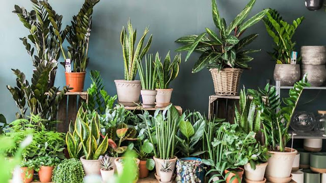 Best Indoor Plants For Your Home