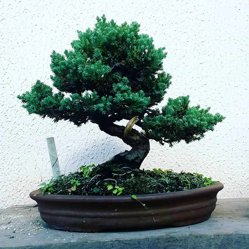 Bonsai Cemara Buaya