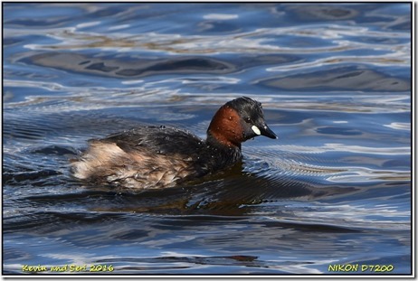 Brandon Marsh D7200 C13 T  31-03-2016 13-16-22