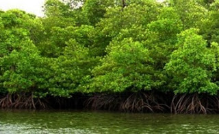 Jurnal : Pengelolaan Mangrove / Vegetasi Pantai