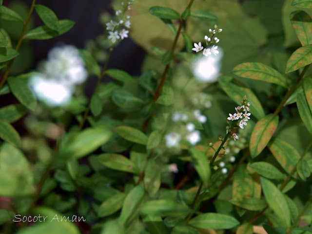 Lysimachia fortunei