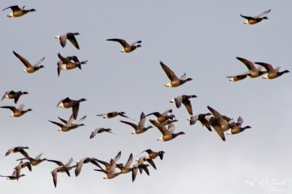 Brent goose