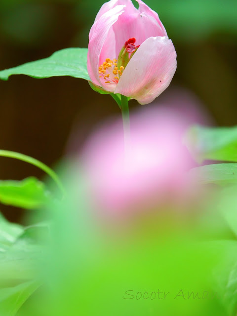 Paeonia obovata