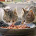 Ποιά είναι η πλέον υγιεινή τροφή για τη γάτα;