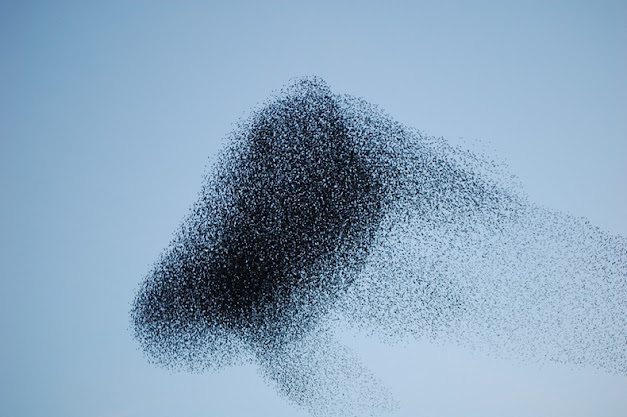 Acrobatic display of Starlings