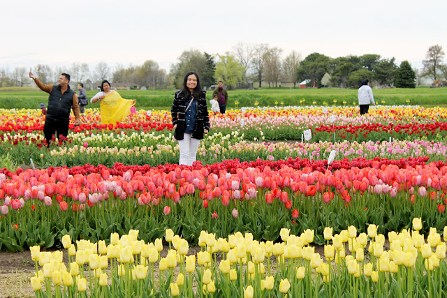 #Holland MI #Tulip Festival #Holland Tulip Festival