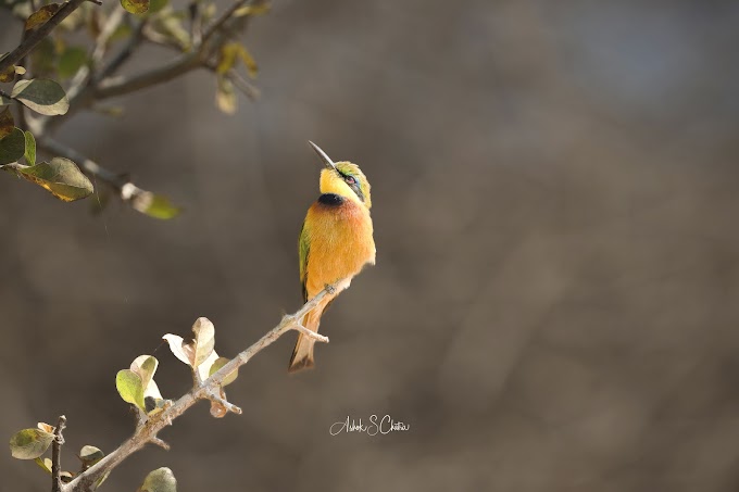  Bees beware!!! Bee Eater