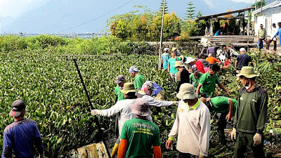 Lewat Goro Save Maninjau, Pemkab dan Warga Bersihkan Eceng Gondok