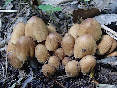 grzyby majowe, grzyby w maju, majowe grzyby jadalne, grzybobranie na wiosnę, grzybobranie w maju, gąsówka fioletowawa, gąsówka naga, Lepista nuda, smardz stożkowaty, Morchella conica, Żółciak siarkowy Laetiporus sulphureus, dzwonkówka tarczowata Entoloma clypeatum, maślak zwyczajny Suillus luteus, gęśnica wiosenna Calocybe gambosa, borowik ceglastopory Boletus luridoformis, pieczarka, czernidłak, maślanka wiązkowa. Hypholoma fasciculare