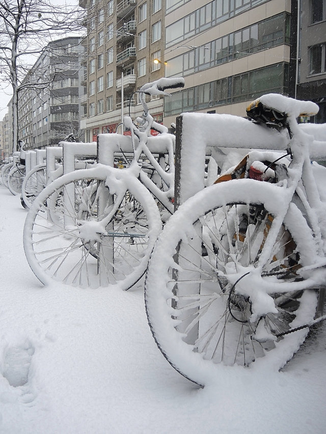 Sneeuw- en  vogelpret