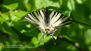 Iphiclides podalirius DSC155220