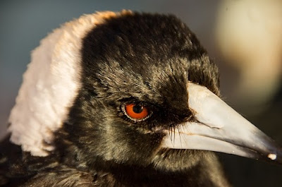 Australia Magpie is a medium sized dangerous bird in the world.