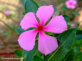 Rosy Periwinkle Flower