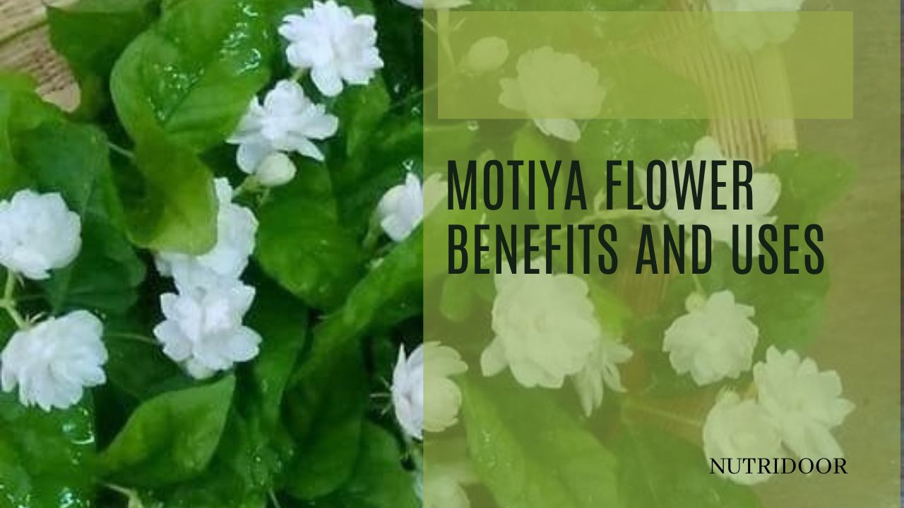 Benefits of Motiya