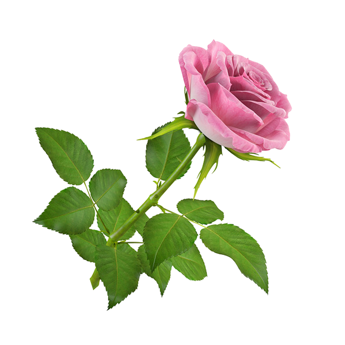 Flores Rosadas Png : Marco De Flores Rosadas Png - Flores Imagenes
