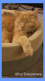 Carmine is thankful for his heated bed. #ThankfulThursday