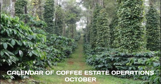 CALENDAR OF COFFEE ESTATE OPERATIONS-OCTOBER