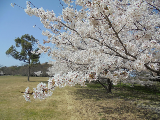 むきばんだ史跡公園の芝生け広場ソメイヨシノ桜