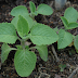 Country borage (Coleus amboinicus) an aromatic plant most of the content has benefits for health