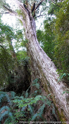 Taiwan Lala Shan cypress forest Phytoncide therapy