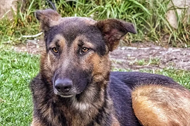 Retrato de un perro con mirada ausente.