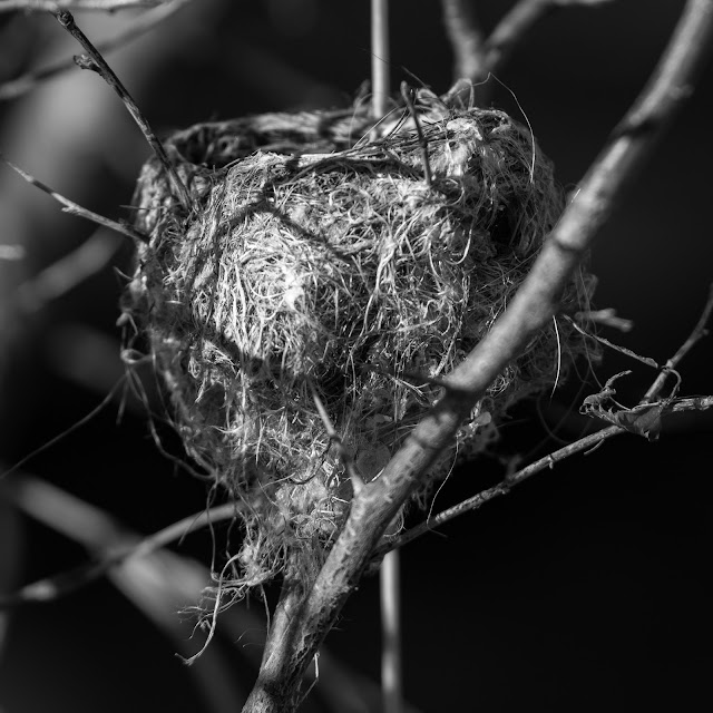 Bird Nest, Kountze Lake