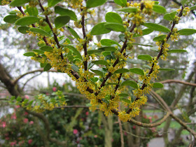 Azara microphylla