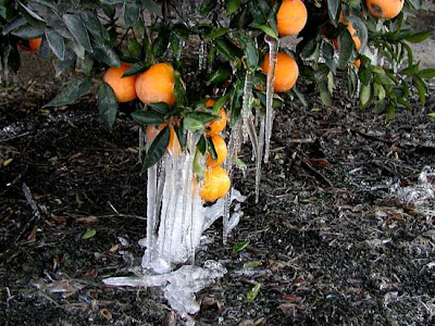 florida oranges freeze warning