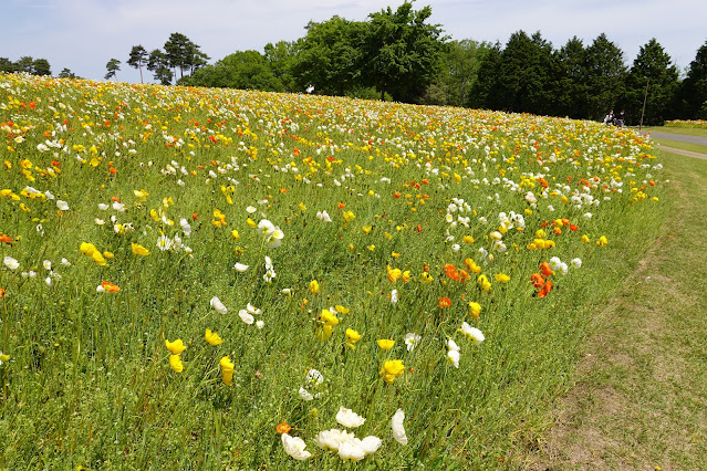 鳥取県西伯郡南部町鶴田 とっとり花回廊 花の丘