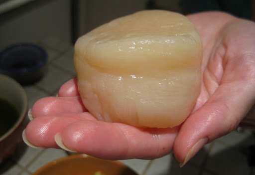 Massive Scallop