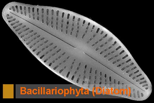 Bacillariophyta (Diatom): Pengertian, Ciri, Struktur Sel, Klasifikasi, Reproduksi,  Contoh dan Peranan bagi Kehidupan