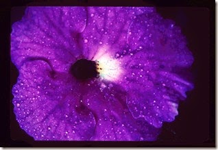 Achimenes Mexicana Blue