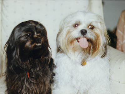 shih tzus