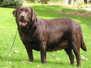 Chocolate Lab Puppies