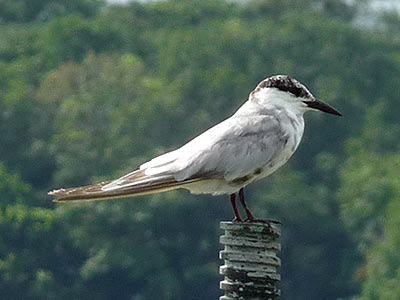 Whiskered tern (Chlidonias hybridus)