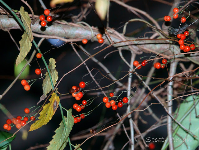 Solanum maximowiczii