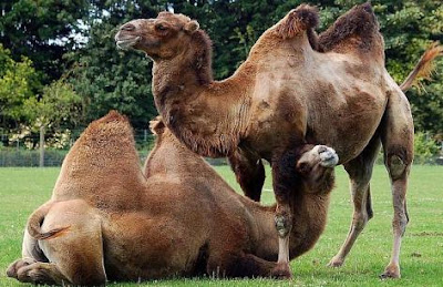 Foto de camellos jugando en un gran parque