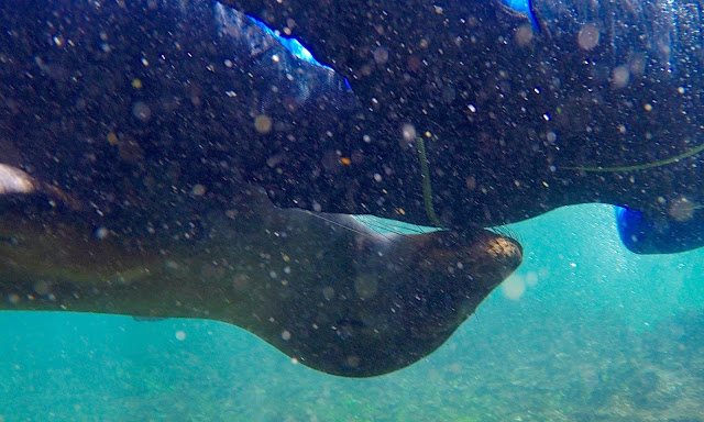 Snorkel en Punta Espinosa, Isla Fernandina, Islas Galápgos