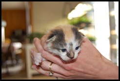 kitties and craigslist 004