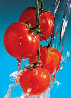  Tomat ini sering sekali diolah menjadi bermacam-macam jenis kuliner Pintar Pelajaran Jenis Tomat untuk Masakan