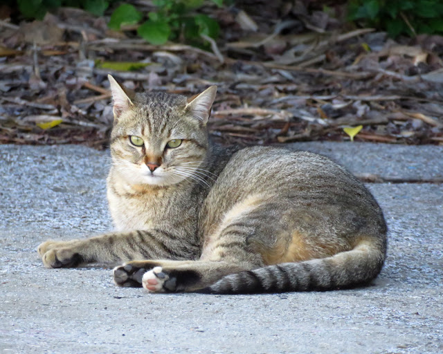 Cat enjoying the sun, Via del Molo Mediceo, Livorno