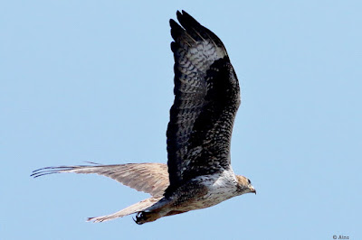 "Bonelli's Eagle (Aquila fasciata), a majestic raptor with brown plumage, soaring in the sky. Recognizable by its distinctive white markings on wings and tail, showcasing the powerful and elegant flight of this magnificent bird of prey."