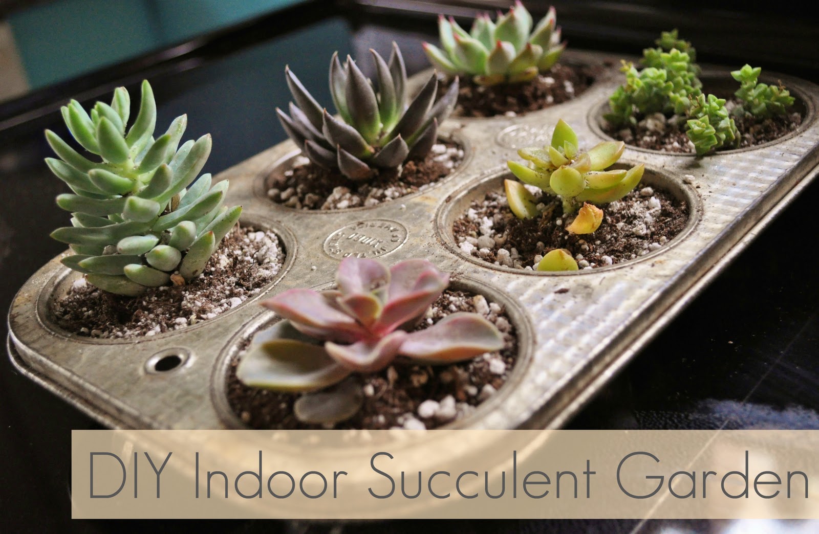 jessicaNdesigns: DIY Indoor Succulent Garden