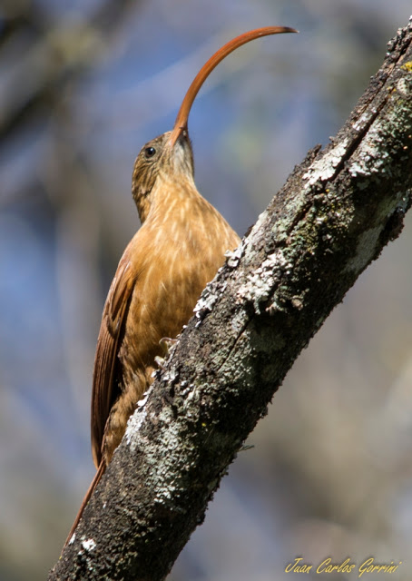 Avistaje de aves en Argentina, Salta. Birdwatching y fotografía de Juan Carlos Gorrini.